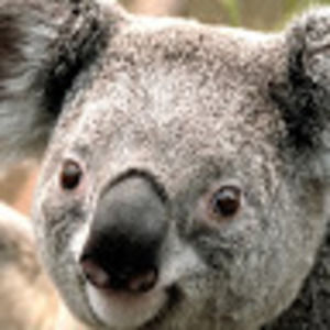 Meet your Posher, Adrian